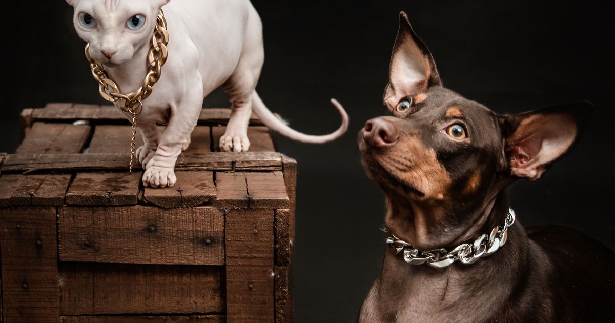 Veterinary Clinic Booking in Jodhpur Guide - SWIQ